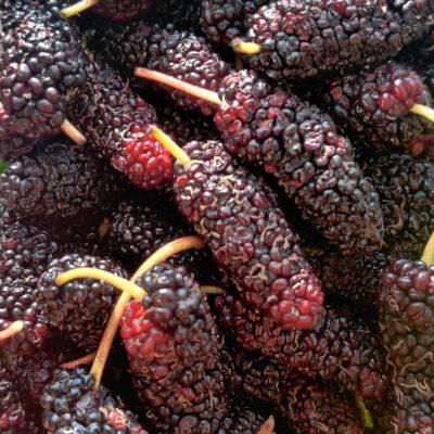 Mulberries