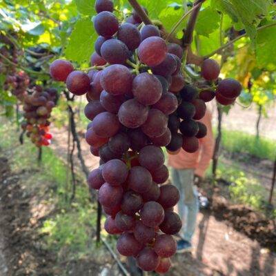 Red Flame Grape (Seedless) - 500gms