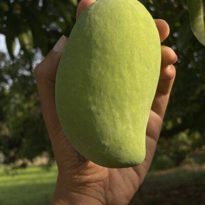 Gir Kesar Mangoes