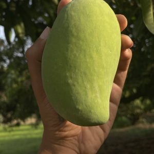 Gir Kesar Mangoes