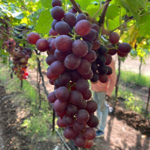 Red Flame Grape (Seedless) - 500gms